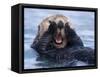 Sea Otters, Alaska, USA-Daisy Gilardini-Framed Stretched Canvas