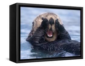 Sea Otters, Alaska, USA-Daisy Gilardini-Framed Stretched Canvas