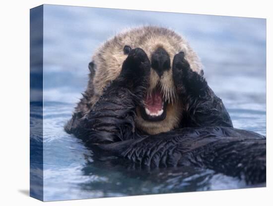 Sea Otters, Alaska, USA-Daisy Gilardini-Stretched Canvas