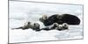 Sea otters (Enhydra lutris) resting on ice, Alaska, USA, June-Danny Green-Mounted Photographic Print