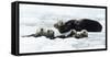 Sea otters (Enhydra lutris) resting on ice, Alaska, USA, June-Danny Green-Framed Stretched Canvas