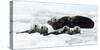 Sea otters (Enhydra lutris) resting on ice, Alaska, USA, June-Danny Green-Stretched Canvas