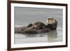 Sea Otters, Mother with Pup-Ken Archer-Framed Photographic Print