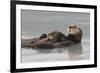 Sea Otters, Mother with Pup-Ken Archer-Framed Photographic Print