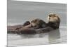 Sea Otters, Mother with Pup-Ken Archer-Mounted Photographic Print