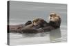 Sea Otters, Mother with Pup-Ken Archer-Stretched Canvas