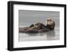 Sea Otters, Mother with Pup-Ken Archer-Framed Photographic Print