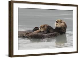 Sea Otters, Mother with Pup-Ken Archer-Framed Photographic Print