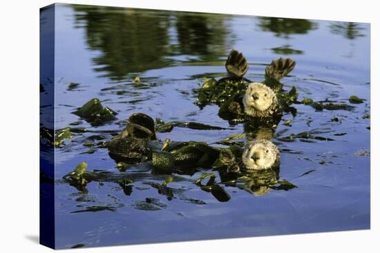 Sea Otters Two, Resting with Kelp Wrapped Around-null-Stretched Canvas