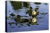 Sea Otters Two, Resting with Kelp Wrapped Around-null-Stretched Canvas