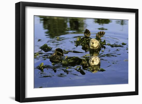 Sea Otters Two, Resting with Kelp Wrapped Around-null-Framed Photographic Print