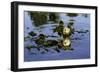 Sea Otters Two, Resting with Kelp Wrapped Around-null-Framed Photographic Print