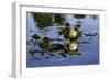 Sea Otters Two, Resting with Kelp Wrapped Around-null-Framed Photographic Print