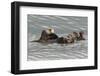 Sea Otters-Ken Archer-Framed Photographic Print