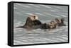 Sea Otters-Ken Archer-Framed Stretched Canvas