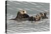 Sea Otters-Ken Archer-Stretched Canvas