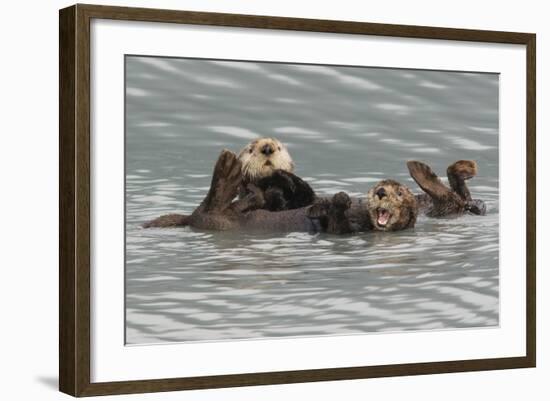 Sea Otters-Ken Archer-Framed Photographic Print