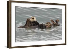 Sea Otters-Ken Archer-Framed Photographic Print