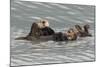 Sea Otters-Ken Archer-Mounted Photographic Print