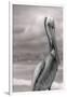 Sea Pelican-Murray Bolesta-Framed Photographic Print