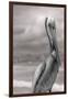 Sea Pelican-Murray Bolesta-Framed Photographic Print