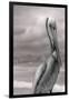 Sea Pelican-Murray Bolesta-Framed Photographic Print