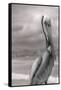 Sea Pelican-Murray Bolesta-Framed Stretched Canvas