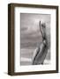 Sea Pelican-Murray Bolesta-Framed Photographic Print