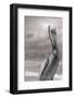 Sea Pelican-Murray Bolesta-Framed Photographic Print