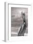 Sea Pelican-Murray Bolesta-Framed Photographic Print