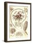 Sea Pens-Ernst Haeckel-Framed Art Print