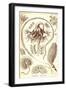 Sea Pens-Ernst Haeckel-Framed Art Print