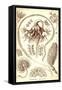 Sea Pens-Ernst Haeckel-Framed Stretched Canvas