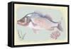 Sea Perch on Retro Style Background-Milovelen-Framed Stretched Canvas