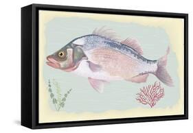 Sea Perch on Retro Style Background-Milovelen-Framed Stretched Canvas