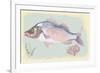 Sea Perch on Retro Style Background-Milovelen-Framed Premium Giclee Print