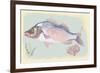 Sea Perch on Retro Style Background-Milovelen-Framed Premium Giclee Print