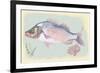 Sea Perch on Retro Style Background-Milovelen-Framed Premium Giclee Print
