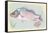 Sea Perch on Retro Style Background-Milovelen-Framed Stretched Canvas