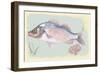 Sea Perch on Retro Style Background-Milovelen-Framed Art Print