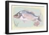 Sea Perch on Retro Style Background-Milovelen-Framed Art Print