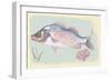 Sea Perch on Retro Style Background-Milovelen-Framed Art Print