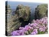 Sea Pink (armeria Maritima) flowering, Orkney Islands, Scotland.-Martin Zwick-Stretched Canvas
