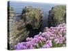 Sea Pink (armeria Maritima) flowering, Orkney Islands, Scotland.-Martin Zwick-Stretched Canvas