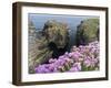 Sea Pink (armeria Maritima) flowering, Orkney Islands, Scotland.-Martin Zwick-Framed Premium Photographic Print