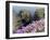 Sea Pink (armeria Maritima) flowering, Orkney Islands, Scotland.-Martin Zwick-Framed Premium Photographic Print
