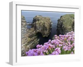 Sea Pink (armeria Maritima) flowering, Orkney Islands, Scotland.-Martin Zwick-Framed Premium Photographic Print