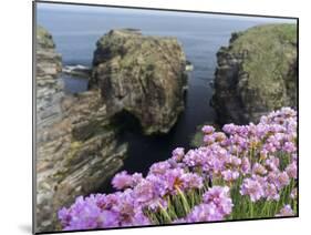 Sea Pink (armeria Maritima) flowering, Orkney Islands, Scotland.-Martin Zwick-Mounted Premium Photographic Print