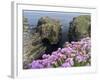 Sea Pink (armeria Maritima) flowering, Orkney Islands, Scotland.-Martin Zwick-Framed Photographic Print