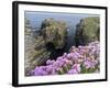 Sea Pink (armeria Maritima) flowering, Orkney Islands, Scotland.-Martin Zwick-Framed Photographic Print